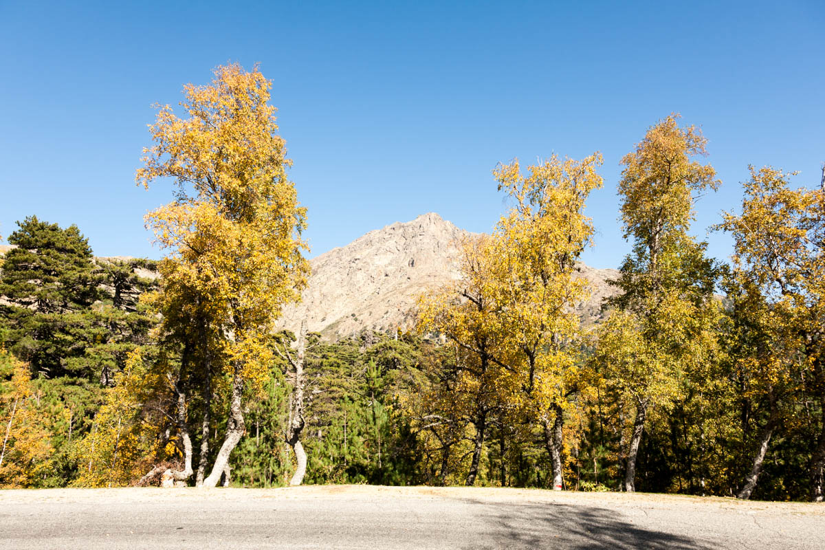 View from the roadside of D84 in Corsica, with autumn colours visible in the trees in the foreground.