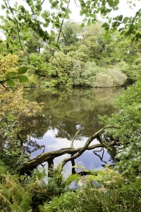View of reflections in the water near the edge of the loch in Pressmennan woods framed by foliage and branches.