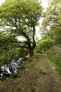 View down the path in Pressmennan Woods showing trees and the water.