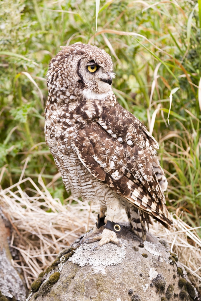 African Spotted Owl perched on rock.