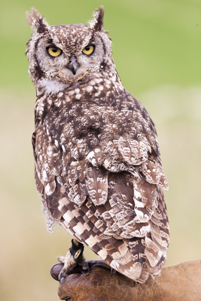 African Spotted Owl perched on falconer.