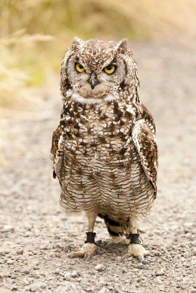 African Spotted Owl on ground.
