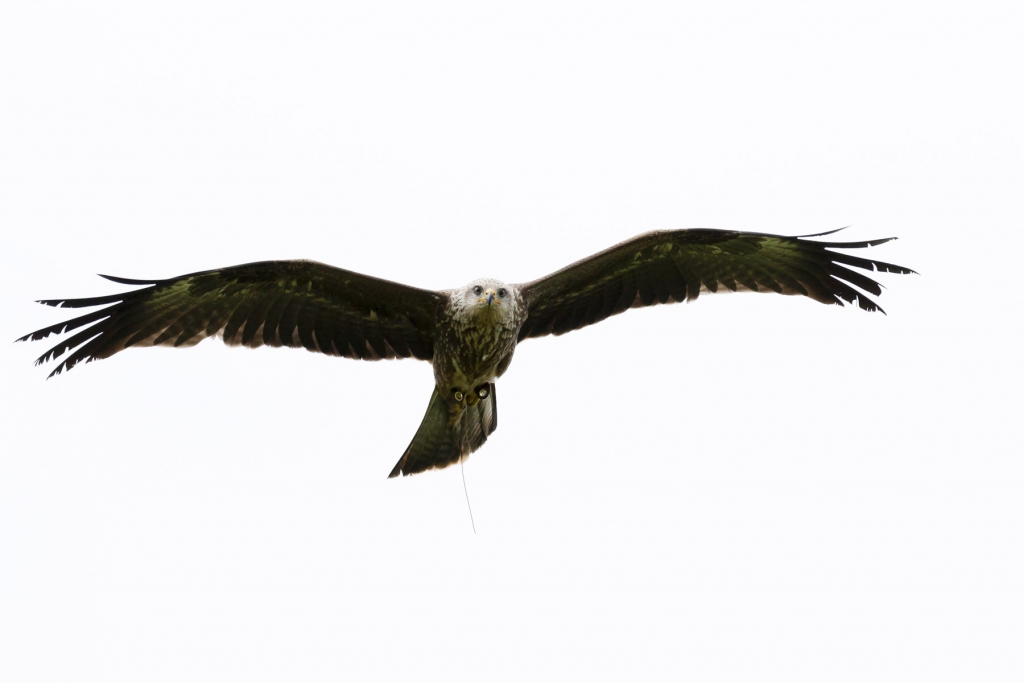 Red Kite flying over head.