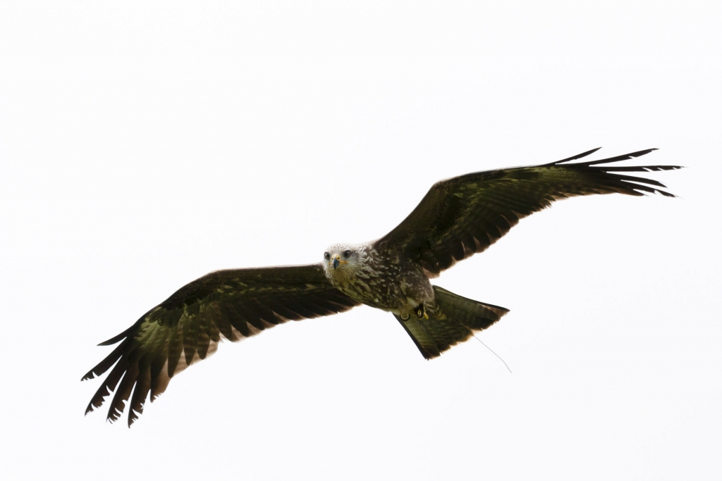 Red Kite flying over head.