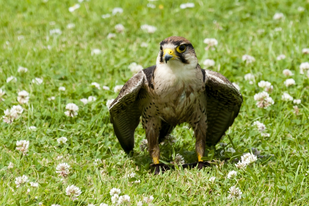 Peregrine mantling in the clover